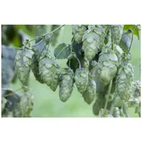 Pflanzen Für Dich Humulus lupulus, Hopfen, 40–60 cm