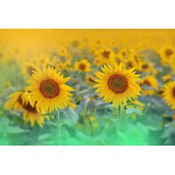 Fototapete PAPERMOON "SONNENBLUMEN-ABSTRAKT DEKOR MUSTER FANTASIE KUNST FELD", bunt, B:4,00m L:2,60m, Vlies, Tapeten