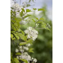 PlantaPro Waldrebe Clematis vitalba 60-100 cm Kletterpflanze winterhart