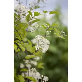 PlantaPro Waldrebe Clematis vitalba 60-100 cm Kletterpflanze winterhart