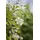 PlantaPro Waldrebe Clematis vitalba 60-100 cm Kletterpflanze winterhart