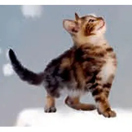 Coppenrath Verlag Wand-Adventskalender Katzen-Weihnacht