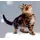 Coppenrath Verlag Wand-Adventskalender Katzen-Weihnacht