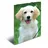A3 hunde