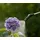 Gardena Drucksprüher Plus 5 l