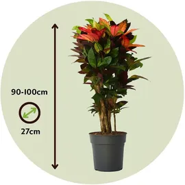 Plant in a Box - Kroton - Codiaeum variegatum 'Mrs. Iceton' - Höhe 90-100cm - Topf 27cm
