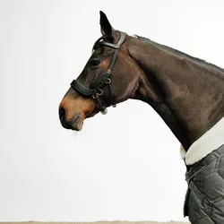 Gebisslose Trense Pferd/Pony schwarz VOLLBLUT