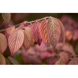 Pflanzen Für Dich Viburnum plicatum Mariesii' 30–40 cm