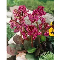 Pflanzen Für Dich Bergenia cordifolia 'Rote Schwester', Bergenie, rot,