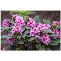 Pflanzen Für Dich Rhododendron Hybr. 'Belami', Rhododendron, 30–40 cm