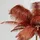 Kare Feather Palm 54549 Braun