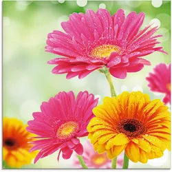 Glasbild ARTLAND "Natürliche Romantik - Gerberas", bunt (farbe bild(er): bunt), B:50cm H:50cm, Bilder, in verschiedenen Größen