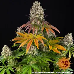Barneys Farm Sour Diesel Fem 3St.