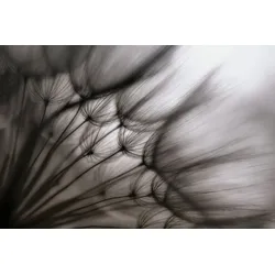 Fototapete PAPERMOON "Photo-Art KEREN OR, PUSTEBLUME DURCHSCHEINEND", bunt, B:5,00m L:2,80m, Vlies, Tapeten