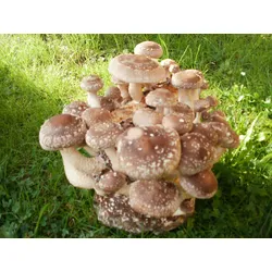 Bio Shiitake Pilzzuchtkultur Kraftpaket -NEUHEIT-