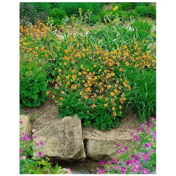Geum x heldreichii 'Georgenberg', Nelkenwurz, orange, ca. 9x9 cm Topf