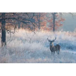 Fototapete PAPERMOON "Hirsch in Landschaft", bunt, B:3,00m L:2,23m, Vlies, Tapeten