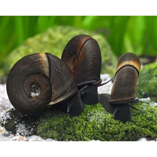 Garnelio - 10x Teich Posthornschnecke - Planorbella duryi duryi