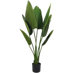 Strelitzie Pflanze 120 cm