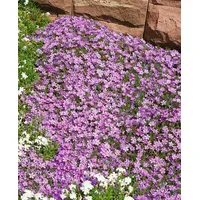 Pflanzen Für Dich Phlox douglasii 'Lilac Cloud', Polsterphlox, lila,