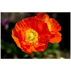 Papaver nudicaule 'Gartenzwerg', Islandmohn, bunt, ca. 9x9 cm Topf