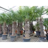 grünwaren XXXXL 210-230 cm Trachycarpus fortunei Hanfpalme, winterharte Palme bis -18°C