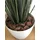 Frux Dekor-Pinie grob (25-40 mm) 60 L