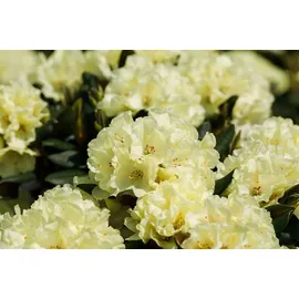 pflanzen-für-dich.de – Rhododendron 'stadt Westerstede' Rhododendron Hybr.'stadt Westerstede' 5l 30- 40