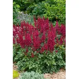 PlantaPro Astilbe japonica 'Etna' 11x11 cm Topf – Winterhart, Mehrjährig, Pflegeleicht – Prachtspiere – Staude für Beet & Schattenbeet