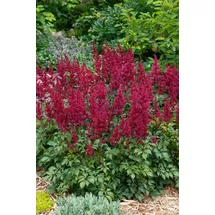 PlantaPro Astilbe japonica 'Etna' 11x11 cm Topf – Winterhart, Mehrjährig, Pflegeleicht – Prachtspiere – Staude für Beet & Schattenbeet