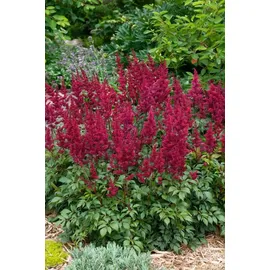 PlantaPro Astilbe japonica 'Etna' 11x11 cm Topf – Winterhart, Mehrjährig, Pflegeleicht – Prachtspiere – Staude für Beet & Schattenbeet