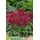 PlantaPro Astilbe japonica 'Etna' 11x11 cm Topf – Winterhart, Mehrjährig, Pflegeleicht – Prachtspiere – Staude für Beet & Schattenbeet