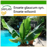 SAFLAX - Schneebanane - 10 Samen - Mit keimfreiem
