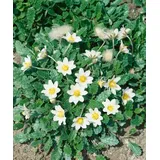 Pflanzen Für Dich Dryas x suendermannii Silberwurz Immergrün, Ca. 9x9 cm Topf