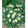 Pflanzen Für Dich Dryas x suendermannii Silberwurz Immergrün, Ca. 9x9 cm Topf