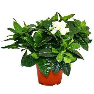 Exotenherz Zimmerpflanze Gardenie Duftende Blütenpflanze creme-weiß farbenen Blüten 12cm Topf