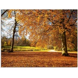 Artland Glasbild »Herbst bei Schlosses Nymphenburg«, Wiesen & Bäume, (1 St.), braun