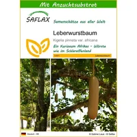 SAFLAX - Leberwurstbaum - 10 Samen - Mit keimfreiem Anzuchtsubstrat - Kigelia pinnata