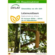 SAFLAX - Leberwurstbaum - 10 Samen - Mit keimfreiem Anzuchtsubstrat - Kigelia pinnata