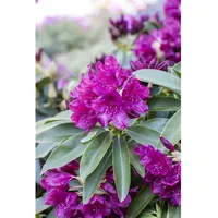 Pflanzen Für Dich Rhododendron Hybr. 'Old Port', INKARHO, purpurrot,