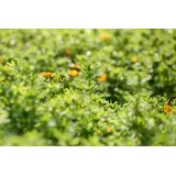 Pflanzen Für Dich Potentilla Fruticosa Bella Sol Fingerstrauch Gelb-Orange 30–40 cm
