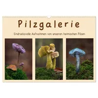 Calvendo Verlag GmbH Pilzgalerie - Eindrucksvolle Aufnahmen von unseren