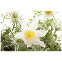 Pflanzen Für Dich Pulsatilla vulgaris 'Pinwheel Weiß', Küchenschelle, ca.