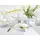 CreaTable Luna Color Line Kombiservice 24-tlg.