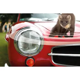 SWISSINNO Marderabwehr Marder-Stop KFZ 12DC