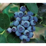 Dehner Gourmet Garten Heidelbeere 'Spartan', Blau