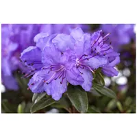 Pflanzen Für Dich Rhododendron impeditum 'Gristede', Zwerg-Rhododendron, lila, 20–25