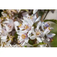 Pflanzen Für Dich Deutzia kalmiiflora, Maiblumenstrauch, rosa Blüten, 40–60