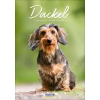 Korsch Verlag Dackel 2026