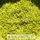 annumisia¬æ Artemisia Annua Blätter 50 g